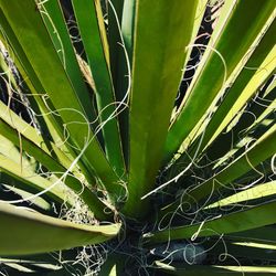 Close-up of plant