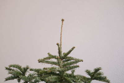 Low angle view of tree against sky