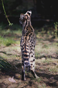 Close-up of a cat