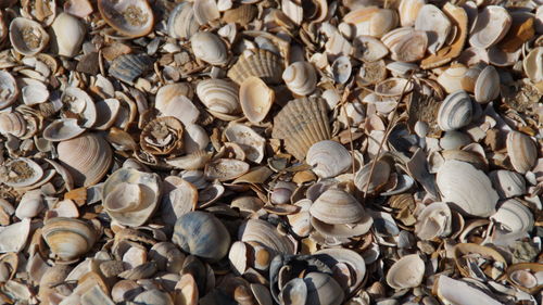 Full frame shot of seashells