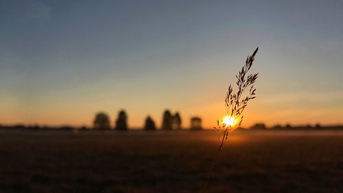 View of stalks in field at sunset