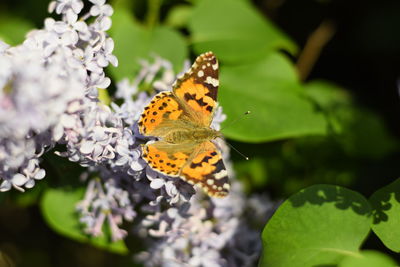 Close-up of butterfly pollinating on flower