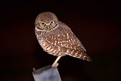 Close-up of owl perching against black background