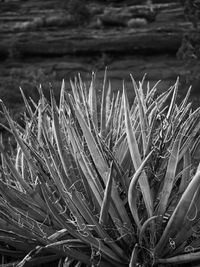 Close-up of dry plants on field