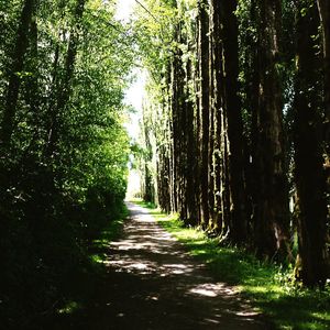 Trees in forest