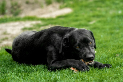 Black dog lying on grass