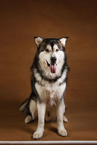 Portrait of dog standing at home