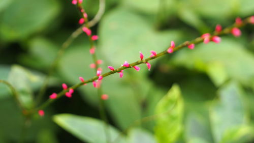 Close-up of plant against blurred background