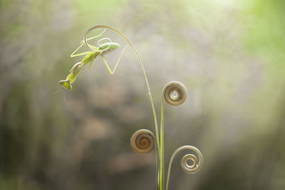 Close-up of spiral plant