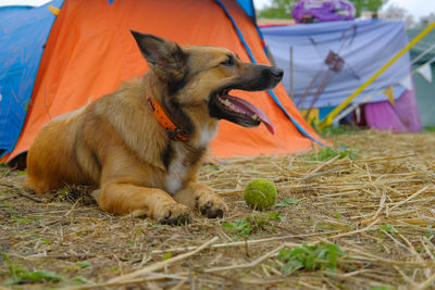 View of a dog relaxing on field