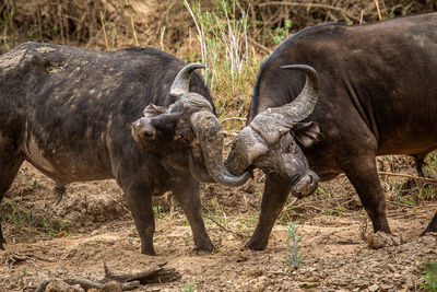 Buffalo standing on field