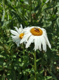 Close-up of insect on flower