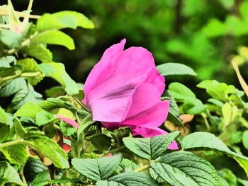 Close-up of pink flowers