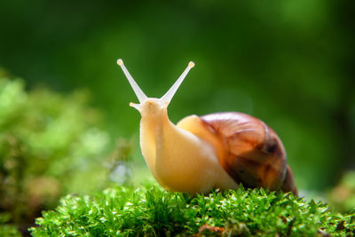 Close up brown snail creeps on the of the green moss