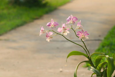 Close-up of pink flowering plant