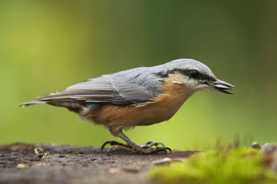 Close-up of a bird