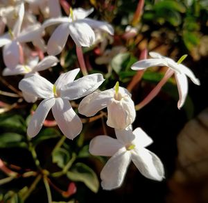 Close-up of white flowers blooming outdoors