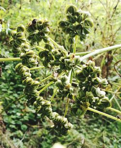 Close-up of berries growing on tree