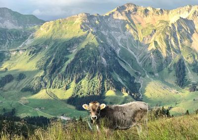 View of a cow on swiss mountain