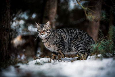 Portrait of cat on land