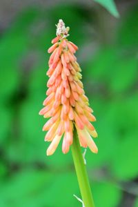 Close-up of flower blooming outdoors