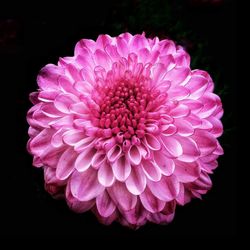 Close-up of pink flower