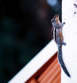 Close-up of a bird perching