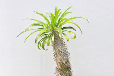 Close-up of potted plant against white wall