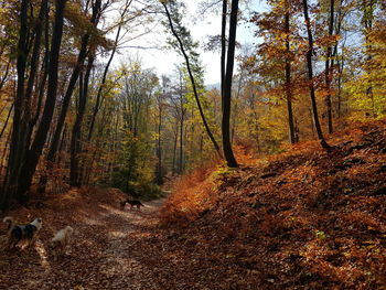 View of trees in forest during autumn
