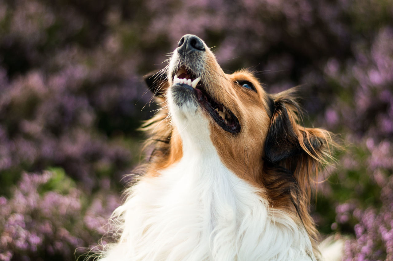 animal themes, one animal, mammal, dog, domestic animals, pets, no people, focus on foreground, day, outdoors, close-up, nature