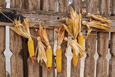 Close-up of corn hanging on wooden fence