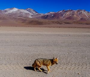 Fox on field against mountains