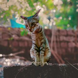 Close-up of cat