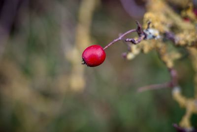 fruit