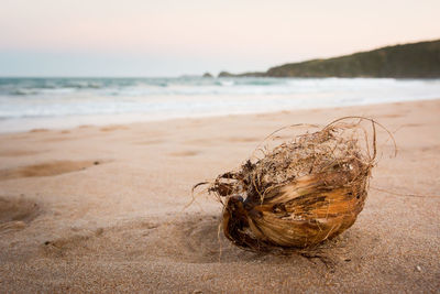 Close-up of driftwood on beach against sky