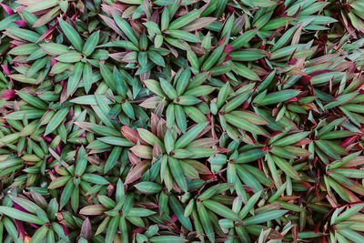 High angle view of plants