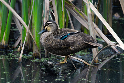 Duck swimming in lake