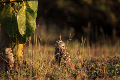 Adult burrowing owl athene cunicularia perched outside its burrow on marco island, florida