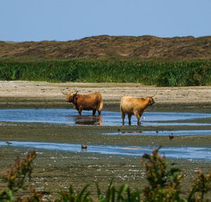 Horses on a field by lake