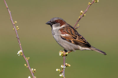 Close-up of bird perching on branch