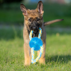 An eight weeks old german shepherd puppy playing with a toy in green grass.