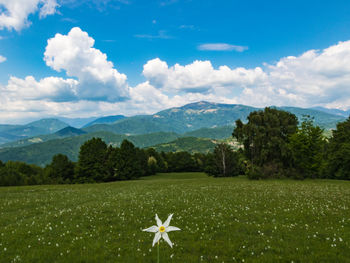 Scenic view of field against sky