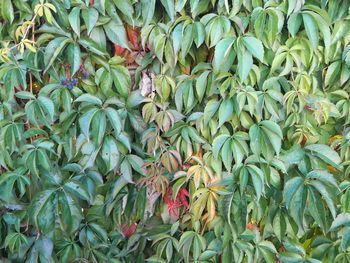 Full frame shot of plants