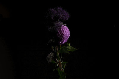 Close-up of purple flowers