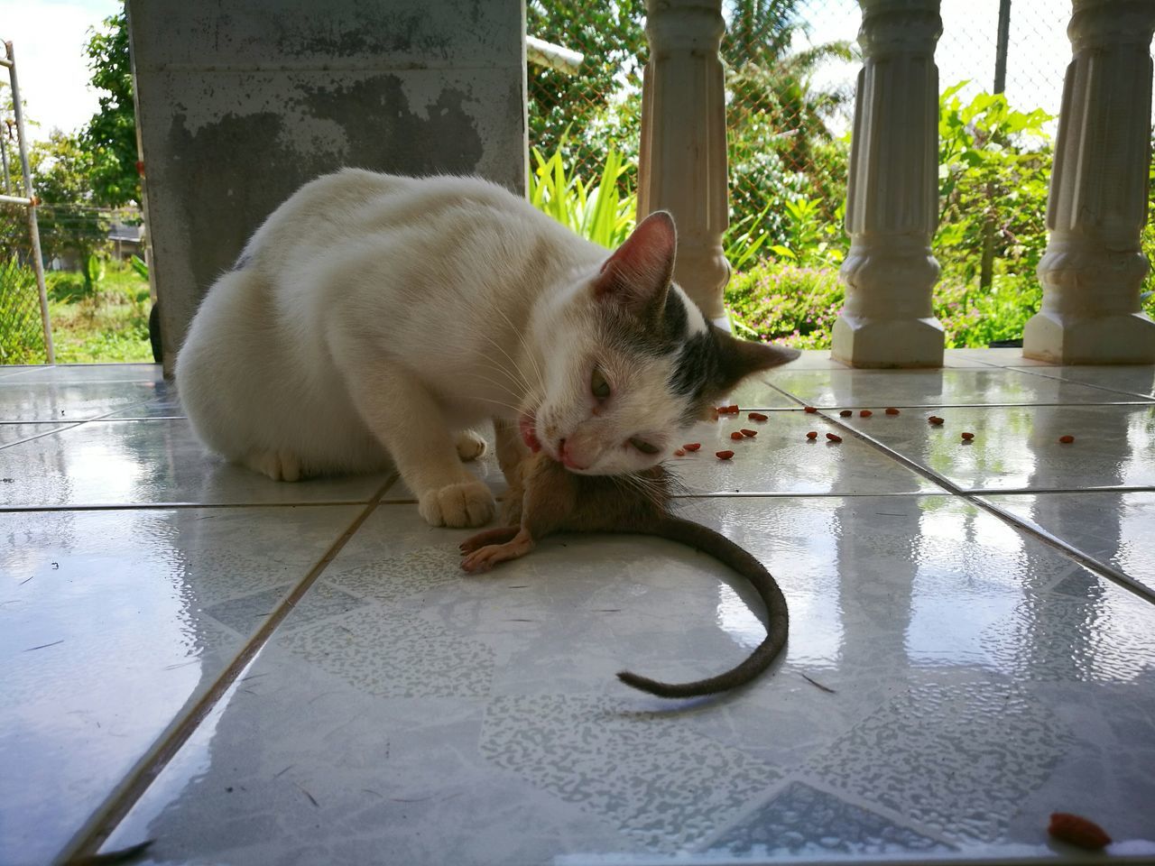 Cat eating rat