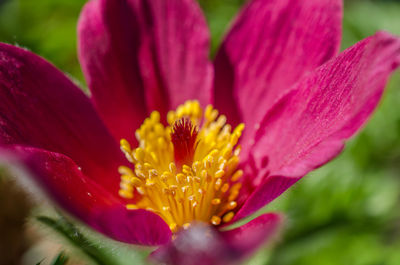 Close-up of pink flowering plant