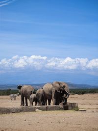 View of elephant on field against sky