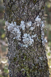 Close-up of snow on tree trunk