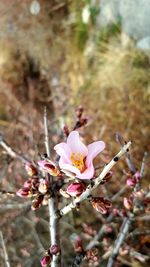 Close-up of pink flowers blooming on tree