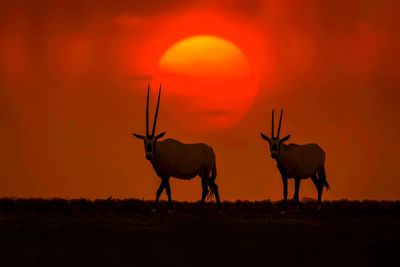 Silhouette horse standing on field against sky during sunset